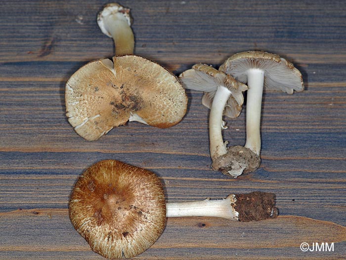 Inocybe margaritispora