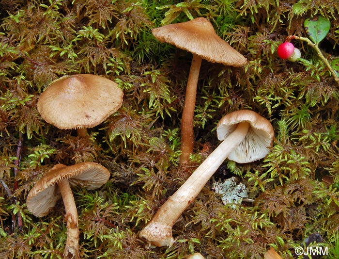 Inocybe napipes