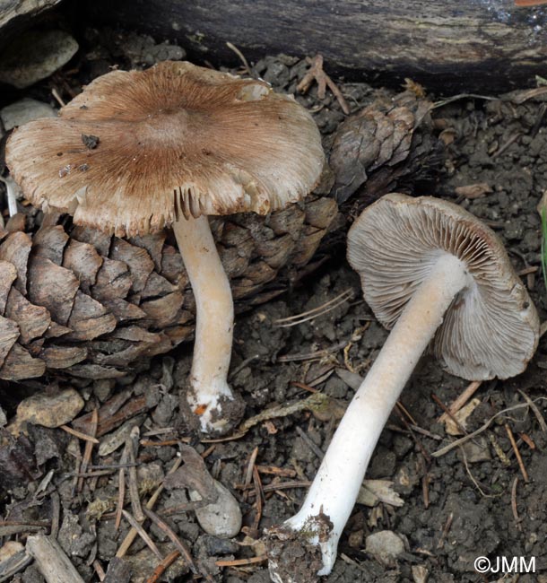 Inocybe nitidiuscula = Inocybe friesii