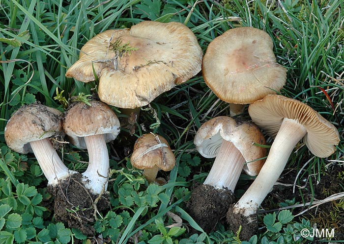 Inocybe oreadoides