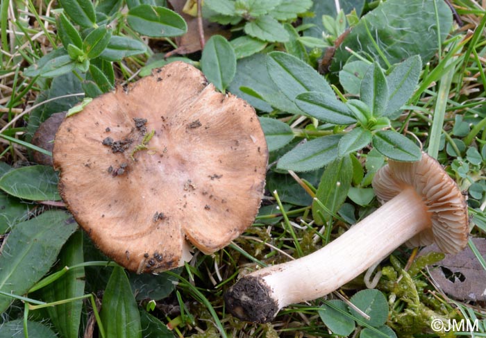 Inocybe oreadoides