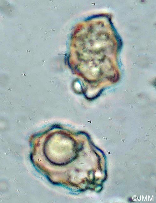 Inocybe oreadoides : spores