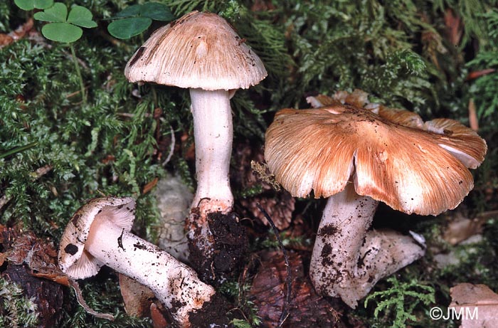 Inocybe patouillardii