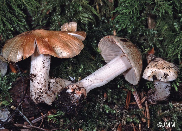 Inocybe patouillardii