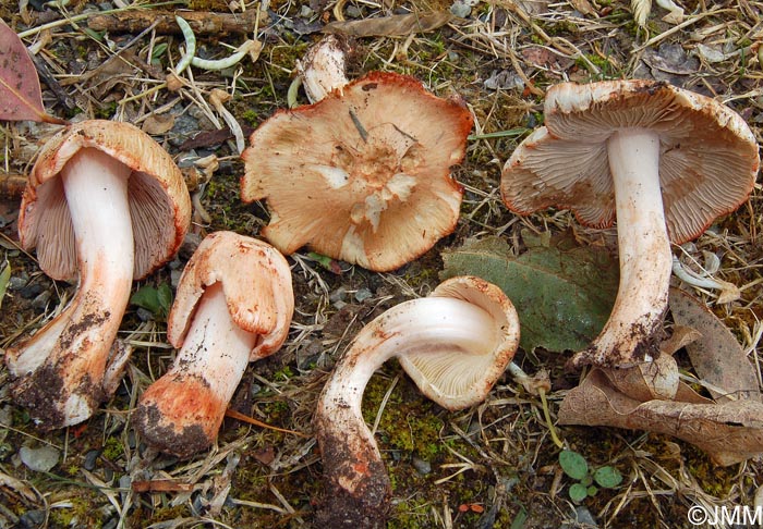 Inocybe patouillardii