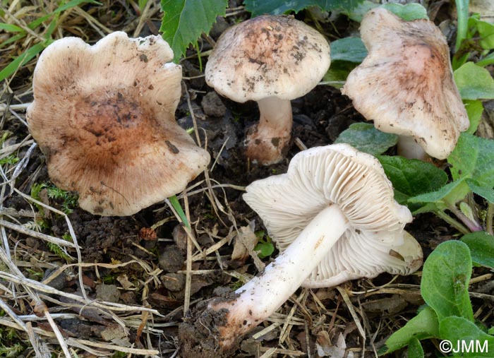 Inocybe patouillardii