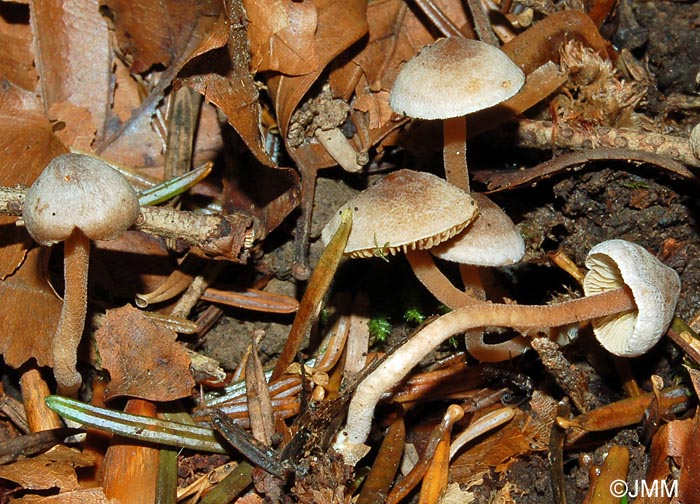 Inocybe petiginosa