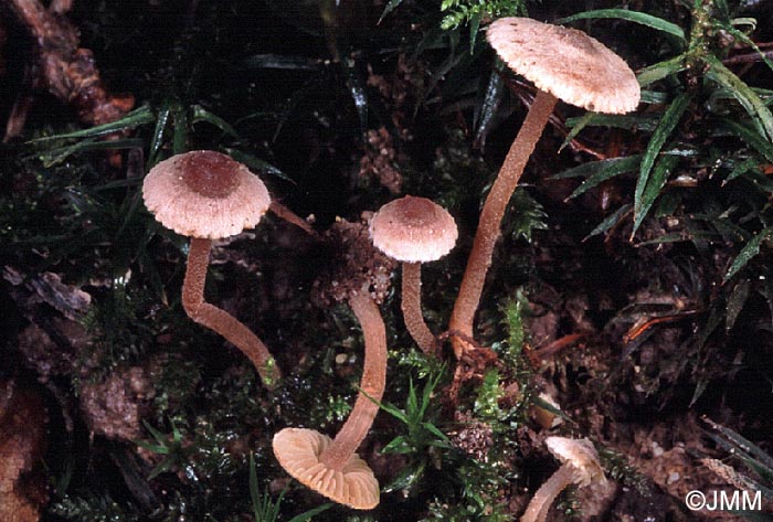 Inocybe petiginosa