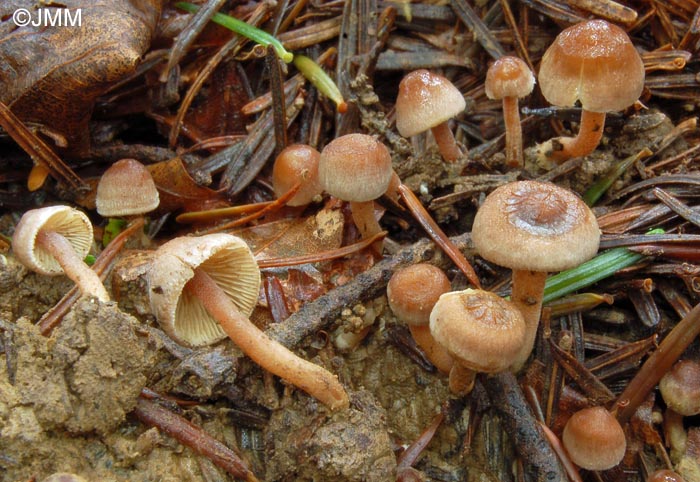 Inocybe petiginosa