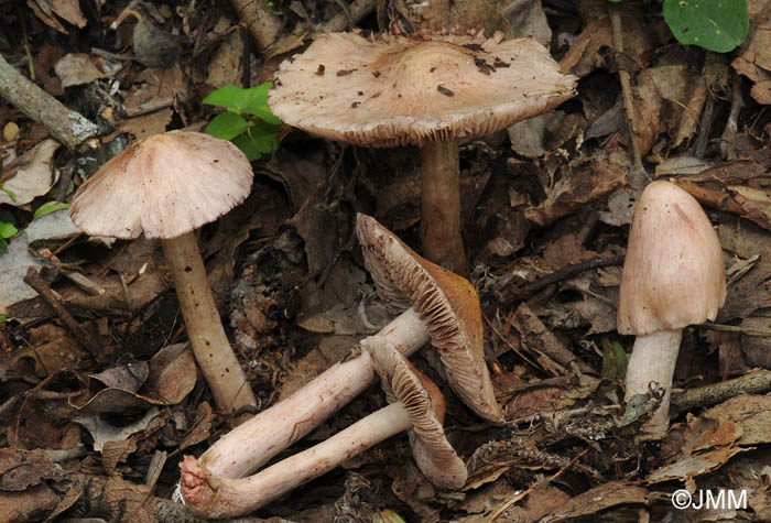 Inocybe piriodora