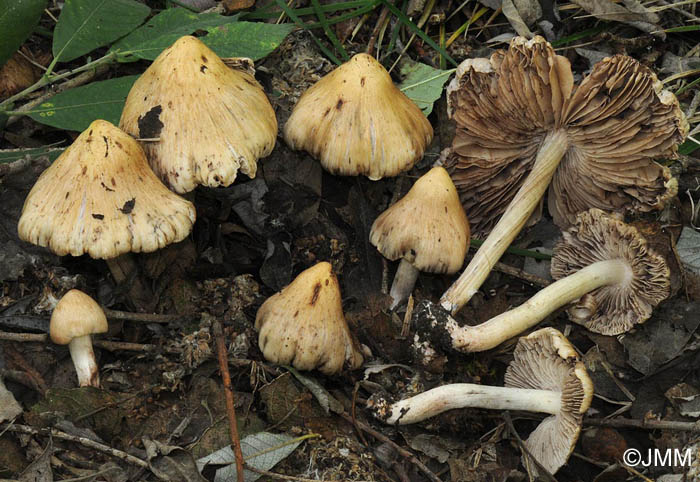 Inocybe piriodora