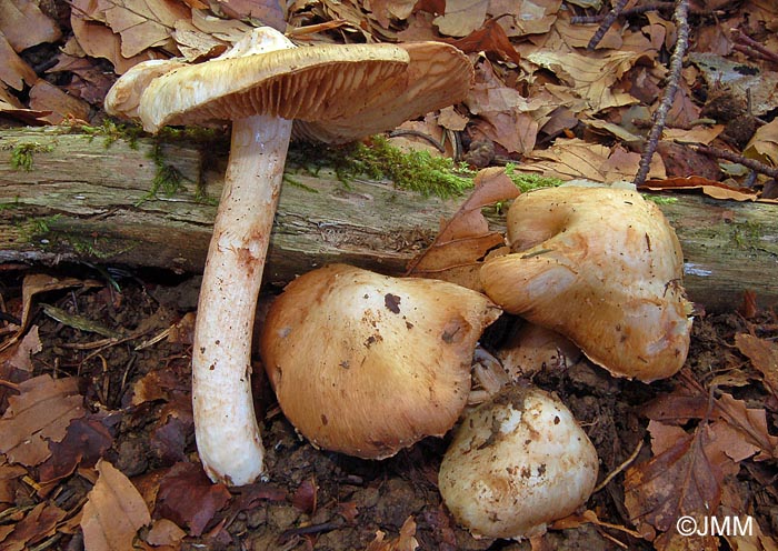 Inocybe piriodora