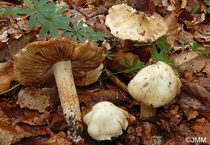 Inocybe piriodora