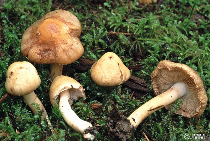 Inocybe piriodora