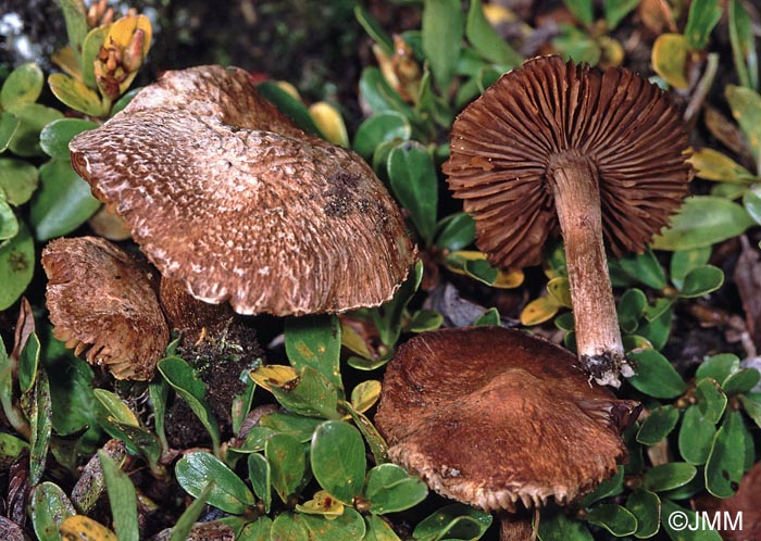 Inocybe piriodora f. chamaesalicilis