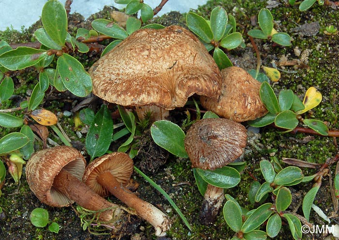 Inocybe piriodora f. chamaesalicis