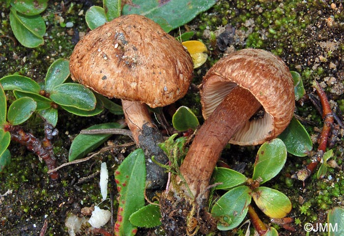 Inocybe piriodora f. chamaesalicis