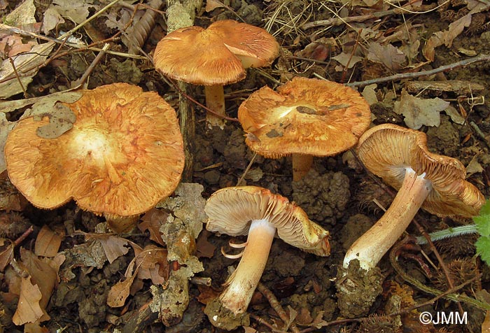 Inocybe incarnata = Inocybe piriodora var. incarnata