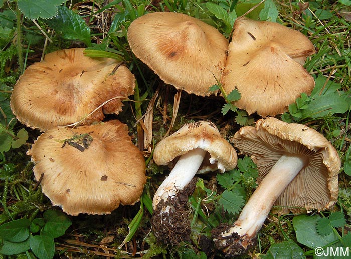 Inocybe incarnata = Inocybe piriodora var. incarnata