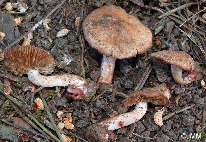 Inocybe pisciodora