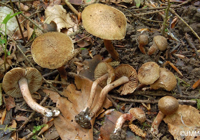 Inocybe pisciodora