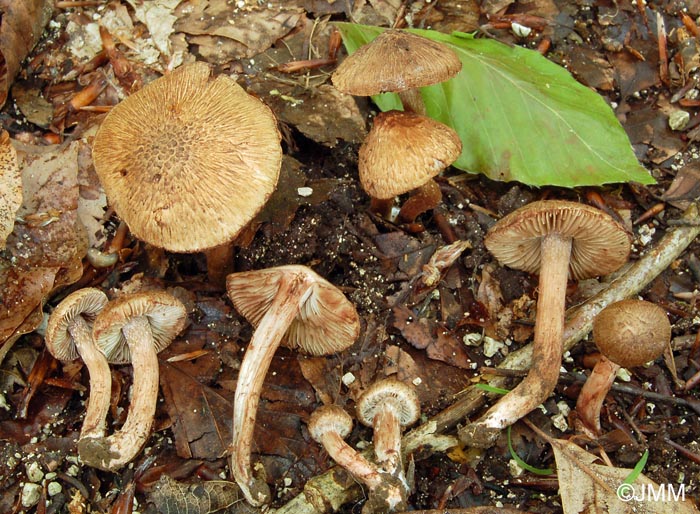 Inocybe pisciodora