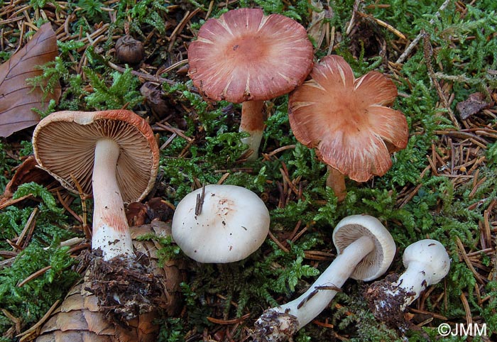 Inocybe pudica