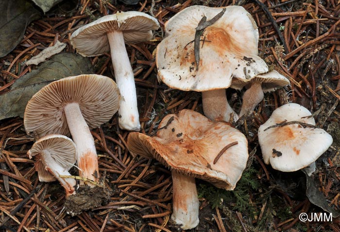 Inocybe pudica