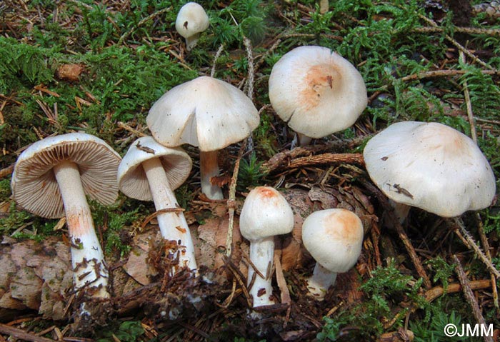 Inocybe pudica