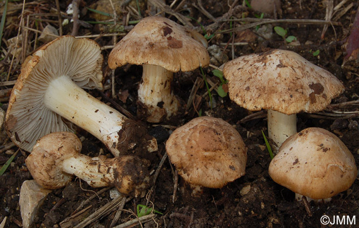 Inocybe queletii 