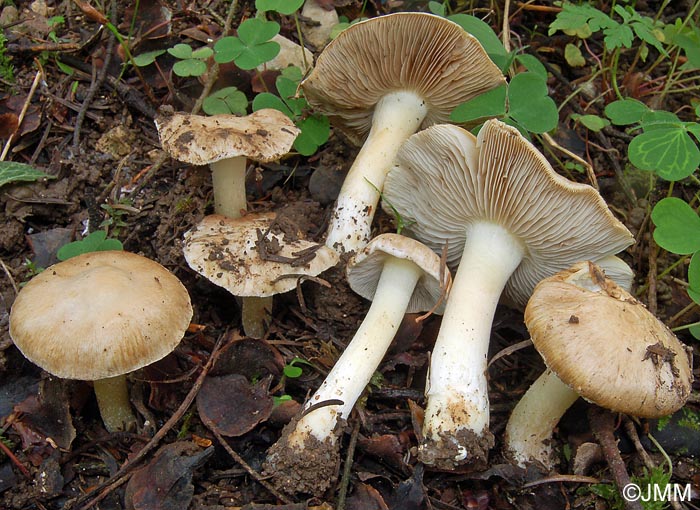 Inocybe queletii