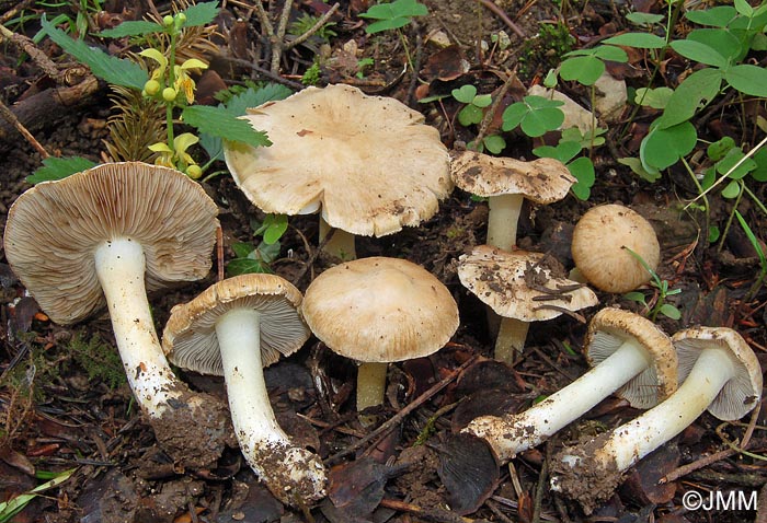 Inocybe queletii