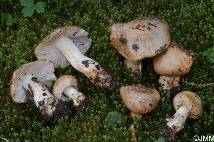 Inocybe queletii 