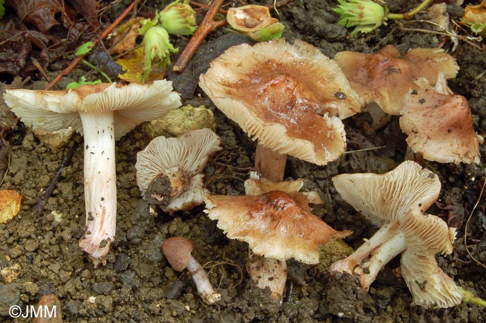 Inocybe rhodiola