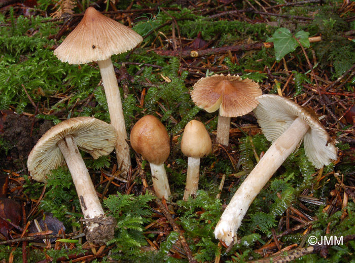 Inocybe fastigiata