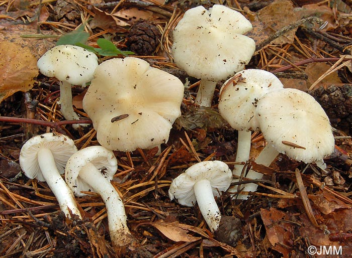 Inocybe sindonia