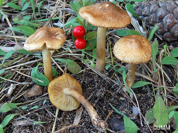 Inocybe tenebrosa