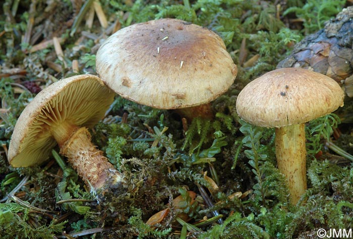 Inocybe terrigena = Mallocybe terrigena