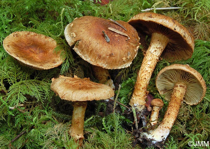 Inocybe terrigena