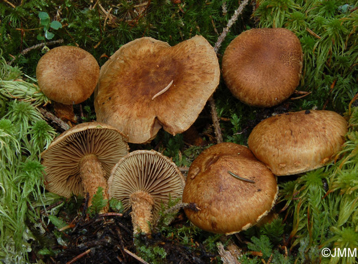 Inocybe terrigena