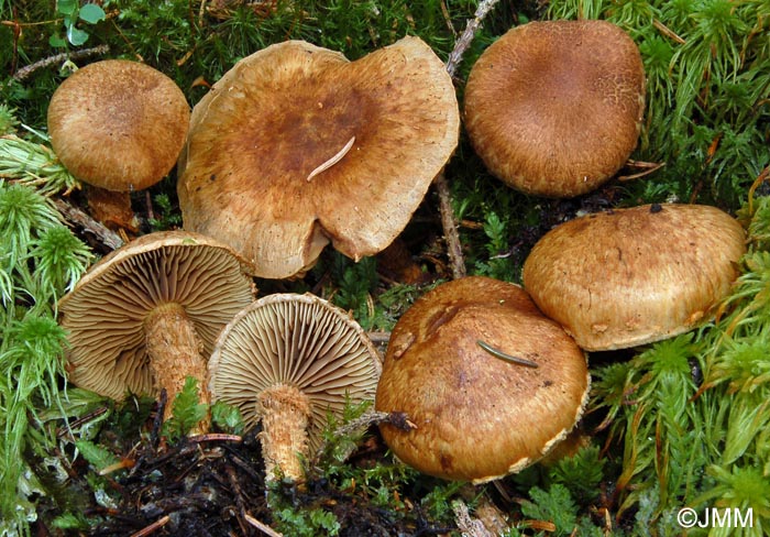 Inocybe terrigena = Mallocybe terrigena