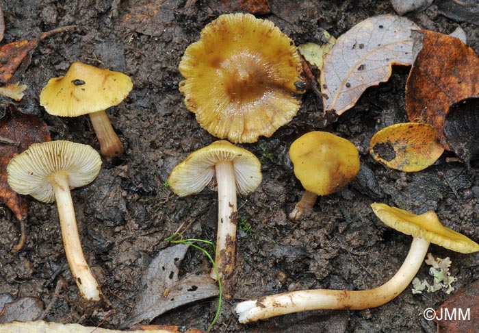 Inocybe xanthocephala