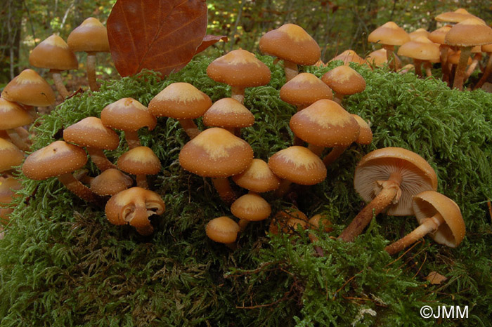 Kuehneromyces mutabilis