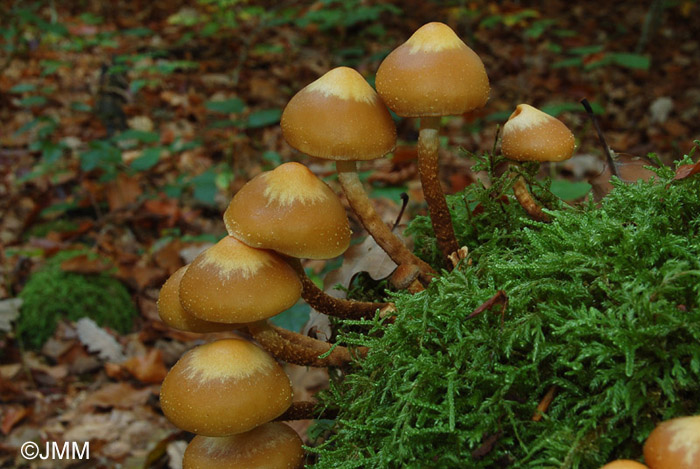 Kuehneromyces mutabilis