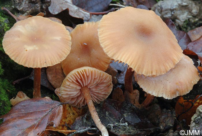 Laccaria affinis = Laccaria laccata var. pallidifolia