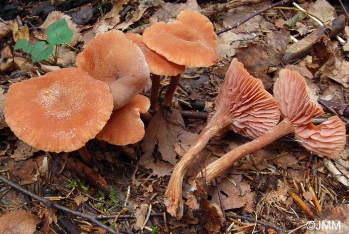 Laccaria affinis = Laccaria laccata var. pallidifolia