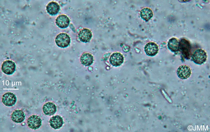 Laccaria affinis : spores