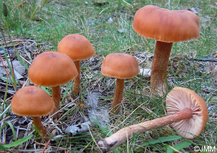 Laccaria affinis = Laccaria laccata var. pallidifolia