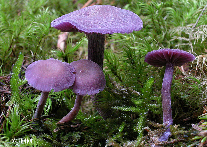 Laccaria amethystina