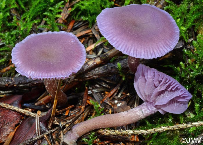 Laccaria amethystina